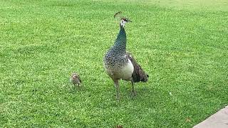 Lucky Timing Finds Two Peahens with Four Peachicks