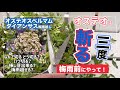 「梅雨入り前必見」オステオは3度切って下さい ダイアンサス オステオスペルマムの梅雨入り前作業