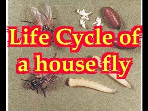 How long do house flies live?