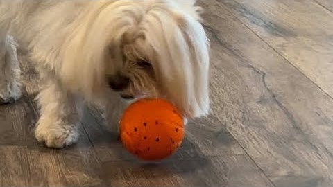 Cheerble Wicked Ball AIR Review – Smart Dog Toy in Action! #ad