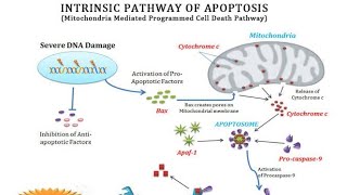 Intrinsic pathway of Cell Apoptosis / Cytochrome C leakage , Caspase 9 activation