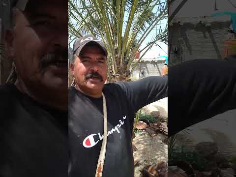 سعر تكريب النخل صغير الحجم