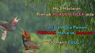 Masteran Prenjak Kepala Merah Khusus Buat Lomba