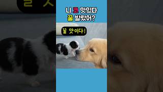 리트리버 코 먹방