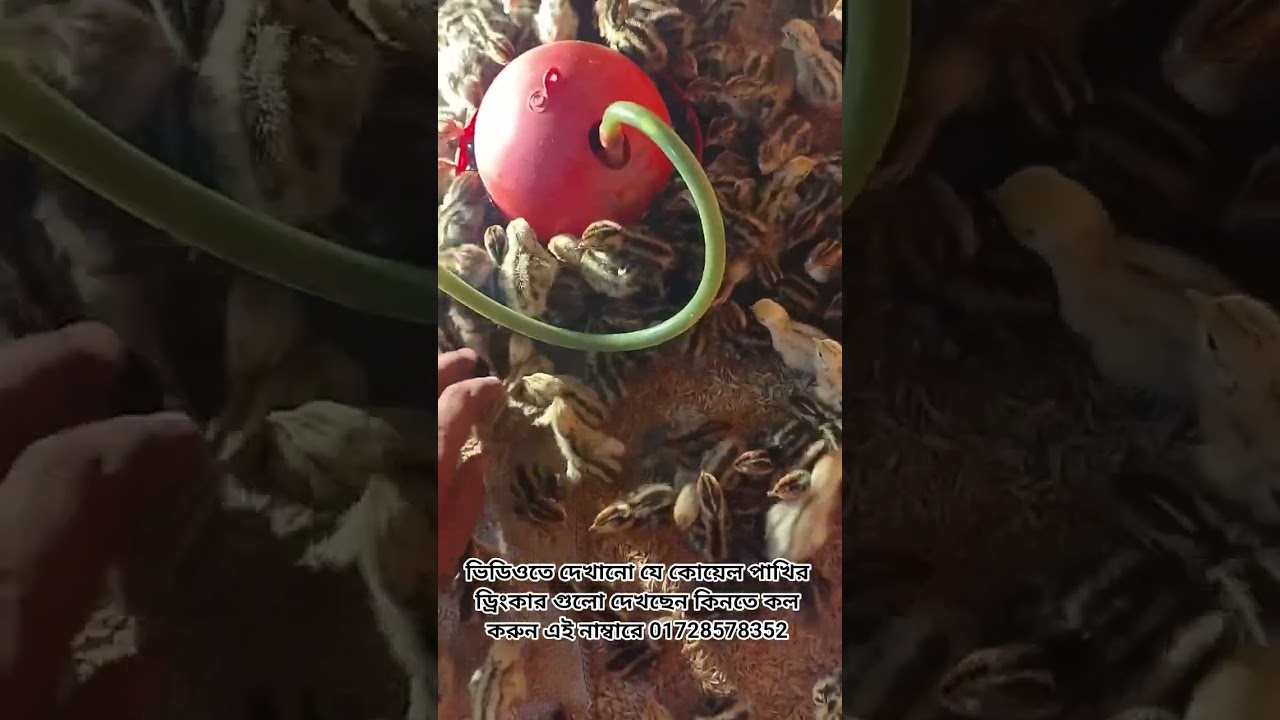 কোয়েল পাখির পানির পাত্র