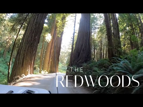 Our Last Stop: The Redwoods - Lazy Gecko Sailing and RV'ing