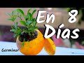 COMO OBTENER UNA PLANTA DE NARANJAS - GERMINAR NARANJAS || CITRICOS