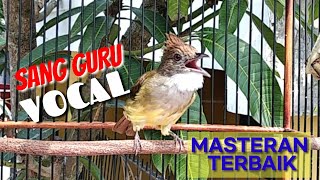 Cucak Jenggot Gacor Sang Guru Vocal Besetan Jernih Ngepik
