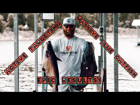 Active Targeting MASSIVE! Blue Catfish
