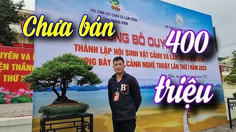SH.7165. Anh ấy báo giá hộ cây Tùng đen tại triển lãm SVC Vân Đồn Quảng Ninh 400 triệu.