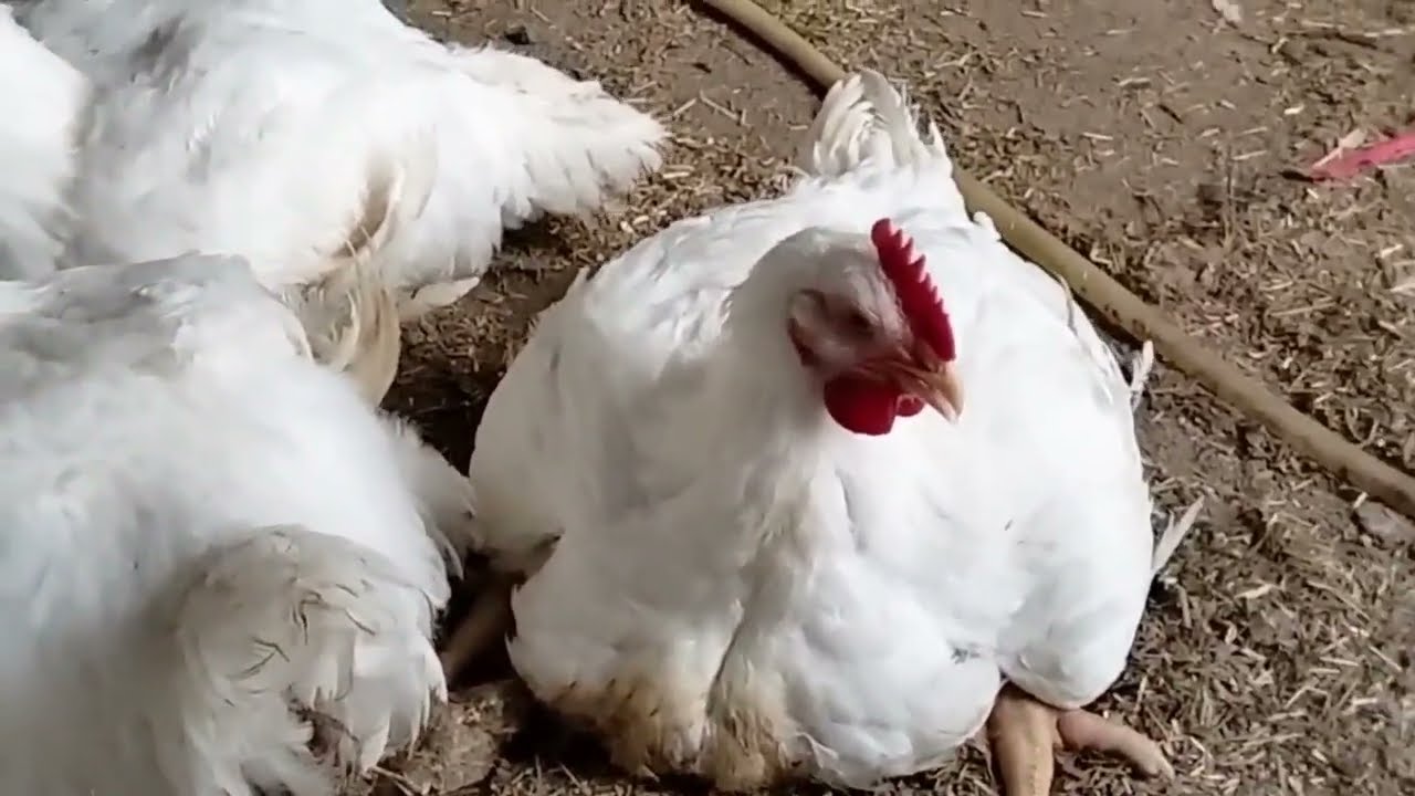 ايو وقفت العلف عن الفراخ البيضاء واكلتهم عيش شوفو الأوزان بعد مااكلتهم بواقى الاكل هتدبحى فراخك قبل