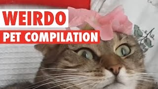 Animals Being Weirdos || Biggest Weirdo Pets