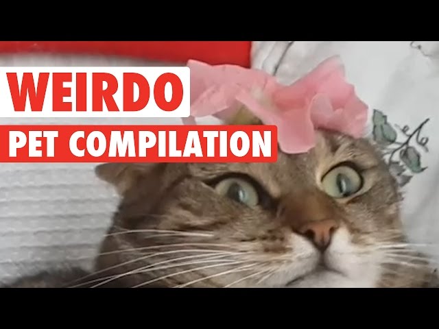 Animals Being Weirdos || Biggest Weirdo Pets