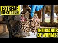 Shocking: 100,000+ Worms Eating This Cow's Hoof! 😱 (Extremely Satisfying Removal)