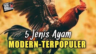 5 Types of Modern Chicken Most Popular Among Hobbyists and Chicken Breeders