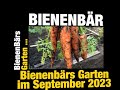 Möhre, Kohl und Co - Bienenbärs Garten im September 2023