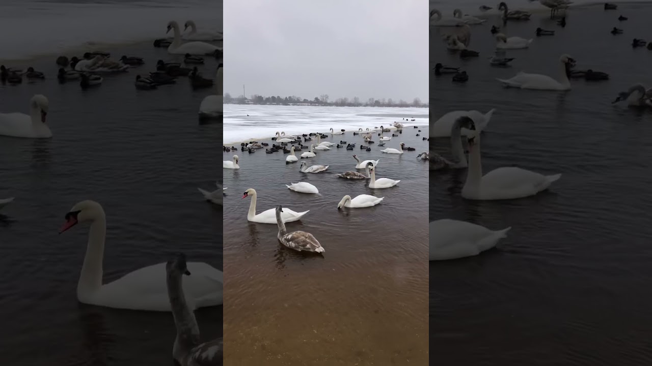 They didn’t fly away. Swans and ducks