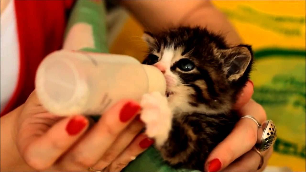 Little Kittens Cuties Drink Milk From Bottles HD YouTube little-kittens-cuties-drink-milk-from-bottles-hd-youtube