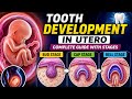 How Teeth Develop in the Womb 🦷 | Bud, Cap & Bell Stages Explained