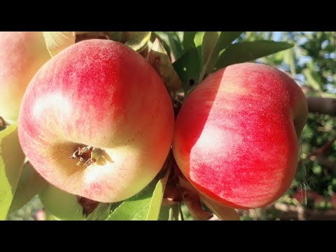 Video: Olma Daraxtini Qachon Ko'chirib O'tkazish Kerak? Kuz Va Bahorda Yangi Joyga Ko'chiring. Katta Va Yosh Olma Daraxtini Qachon Ko'chirib O'tkazish Yaxshiroq? Sanalar Togliatti Va Mosk