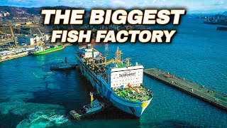 Life Inside a MASSIVE Fish Factory On The Water
