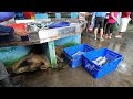 Unbelievable Catch of the Day! Live Fish Mountain on Deck 🐟 明發定置漁場