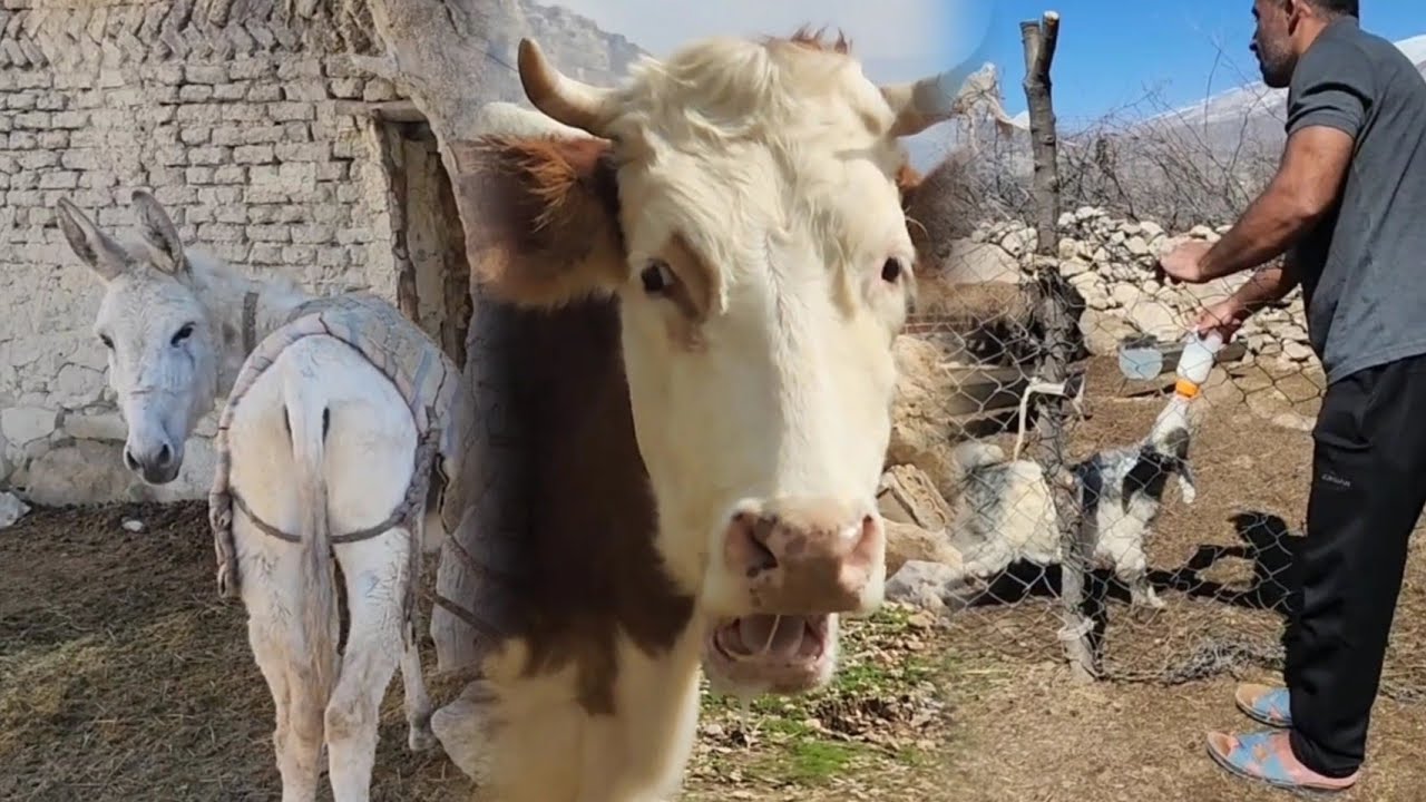 What happens in Bahman Yari?