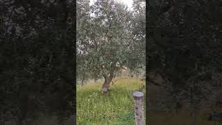 Огороды Италии