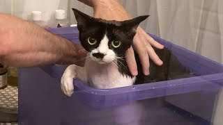 Devon Rex bath day! Grumio trying out a new Hypoallergenic Shampoo.