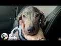 Download Lagu Cachorro sin pelo encontrado en la playa es precioso ahora | El Dodo