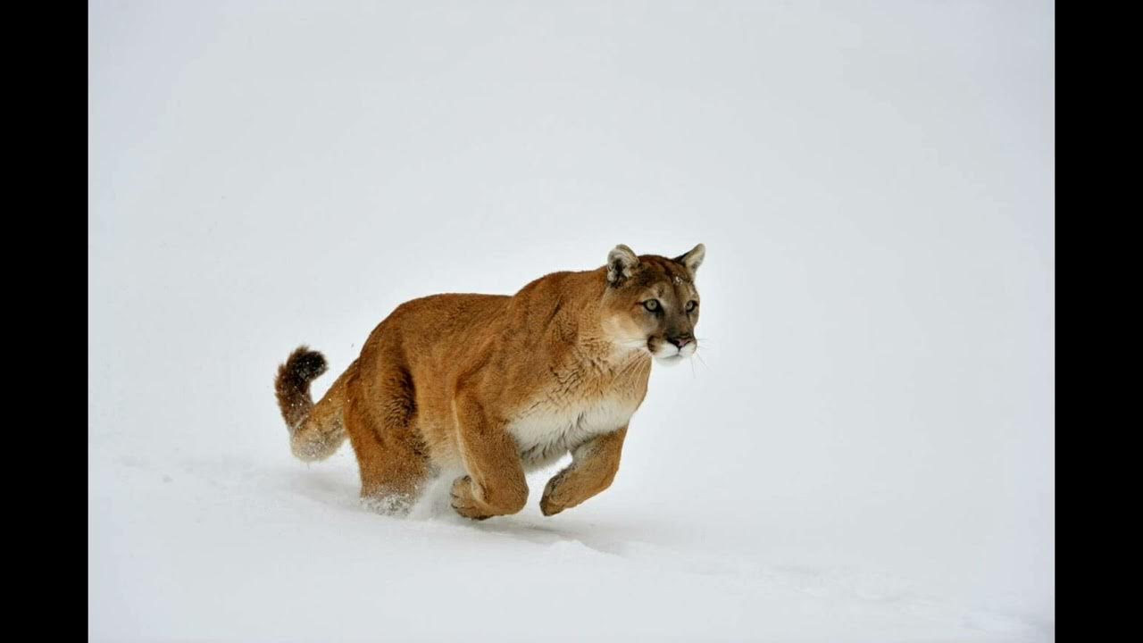 cougar sounds vol 3 - YouTube