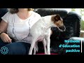 TIPAW | Le Fox-Terrier | Description de race