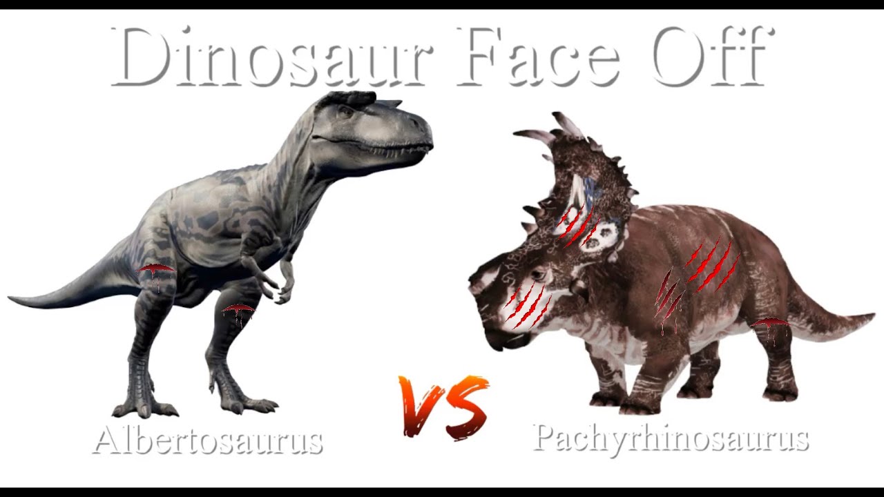 Pachyrhinosaurus Vs Albertosaurus