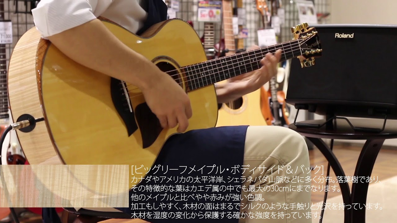 TAYLOR GCE-Maple SP LTD 島村楽器限定モデルをスタッフが弾いてみた