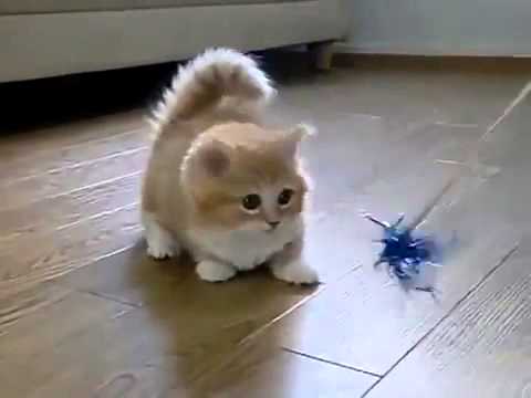 funny-fluffy-kitten-|-on-smiley.tv