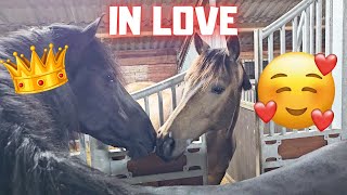 4 New Horses Queenuniek In Love Rising Stars Sister 2 Rainbows Friesian Horses