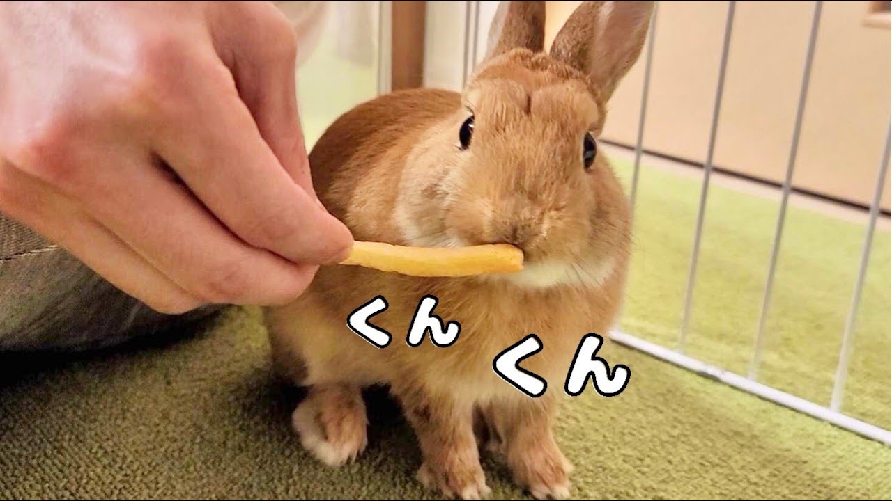おやつへの警戒心が強すぎるうさぎはこちらです Youtube