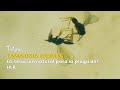 Tamarixia radiata: la solución natural para la plaga del HLB- TvAgro por Juan Gonzalo Angel
