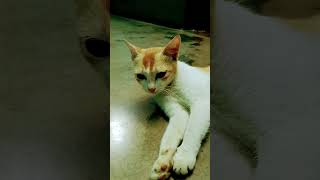#maumau #meowing #cute #cat #funny