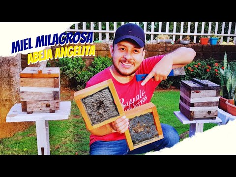 Video: ¿Por qué la miel de abeja sin aguijón es agria?