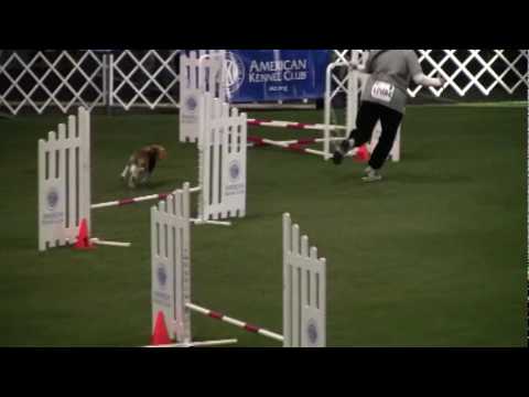 2009 AKC Agility Invitational - Major (Beagle - 12...