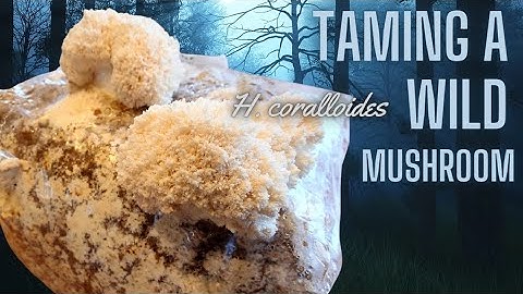 WILD MUSHROOM CLONING, Picking to Production Ft. Hericium coralloides