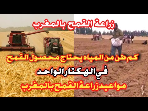 مشروع مربح زراعة القمح في المغرب كم طن من الماء يحتاج محصول القمح في الهكتار مواعيد زراعة القمح