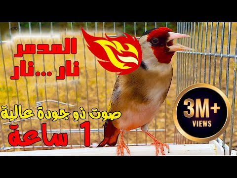 فيديو: الحسون - الطائر المغرد