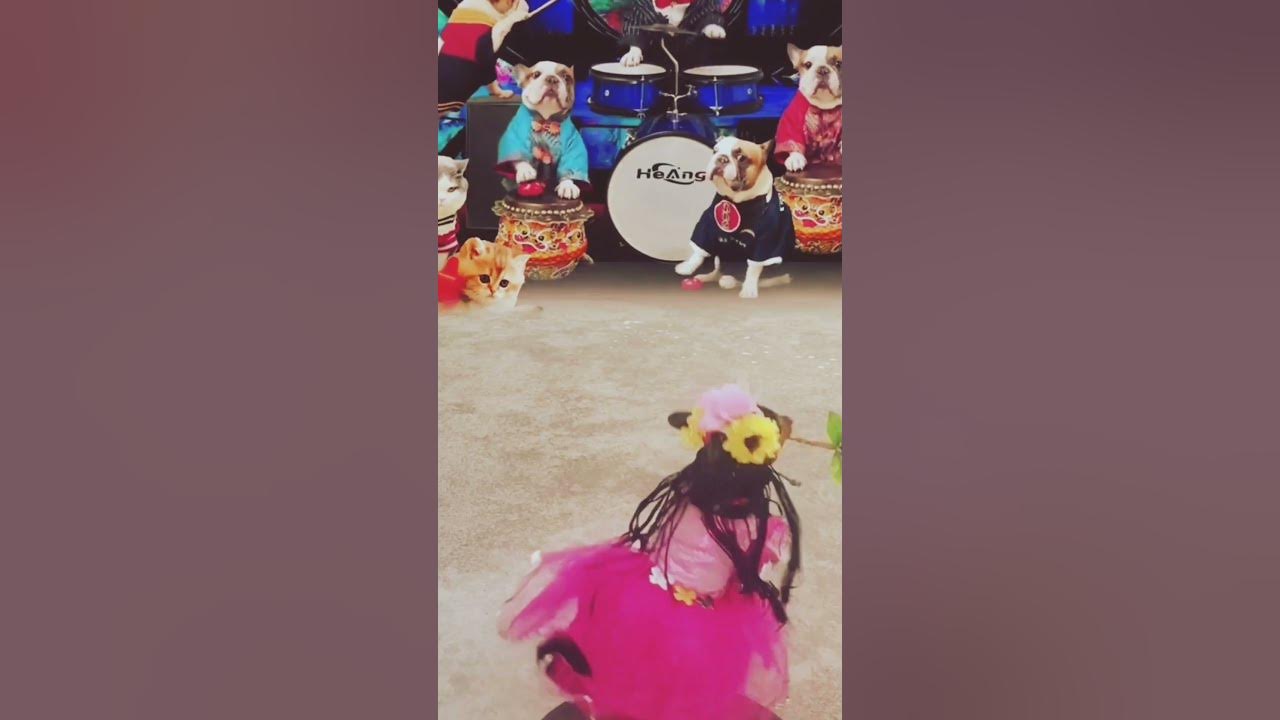check-out-the-dog-band-what-s-the-matter-fantastic-funyvideo