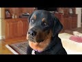 MOST DANGEROUS DOG Rottweiler Compilation