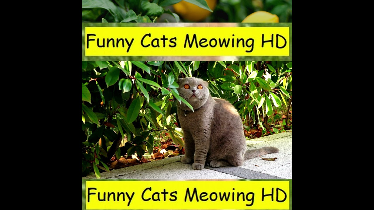 8 Out Of 10 Cats Does Countdown232 Cute And Funny Cat Videos 2021 8-out-of-10-cats-does-countdown232-cute-and-funny-cat-videos-2021