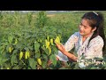Harvest Some Yellow Pepper / Stir Fried Yellow Pepper Recipe / Prepare By Countryside Life TV.