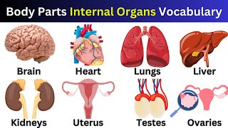 Body Parts | Internal Organs Vocabulary with Examples | #bodyparts #kidslearning #learnenglish by Innovative kids 1,010 views 11 days ago 8 minutes, 32 seconds