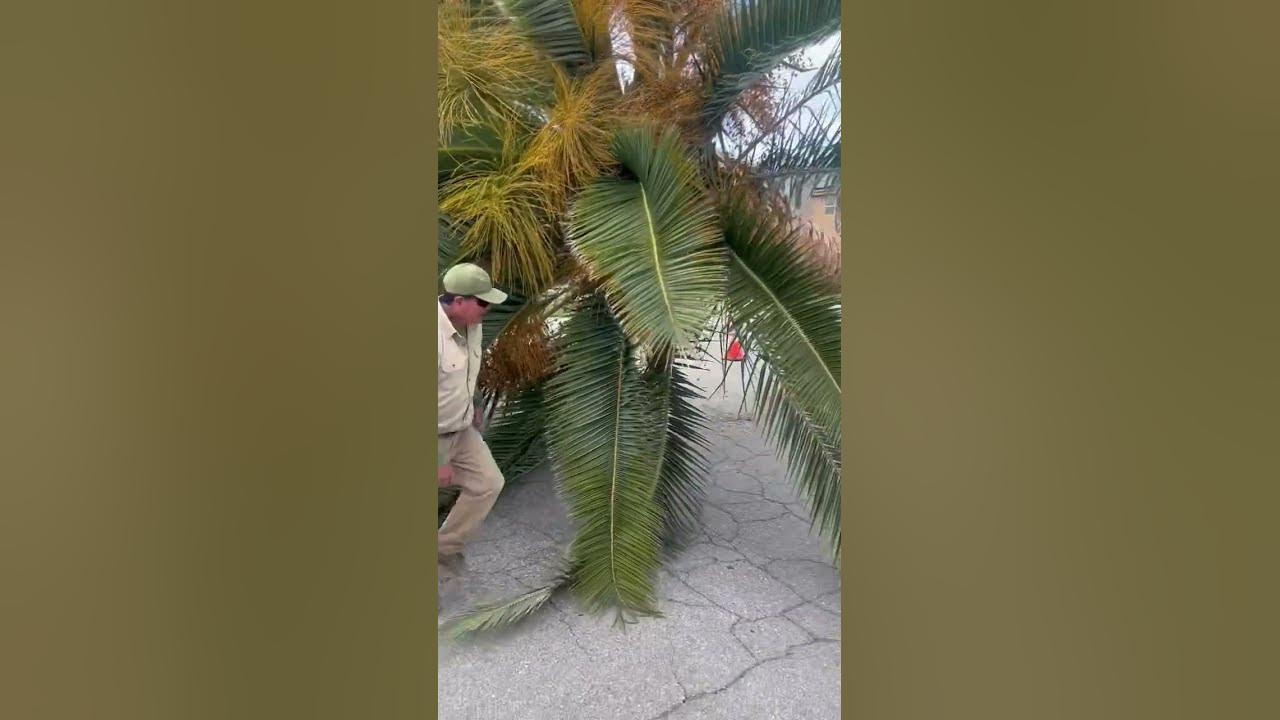 22-000-pounds-of-beauty-canary-palms-by-gregory-palm-farms-714-814